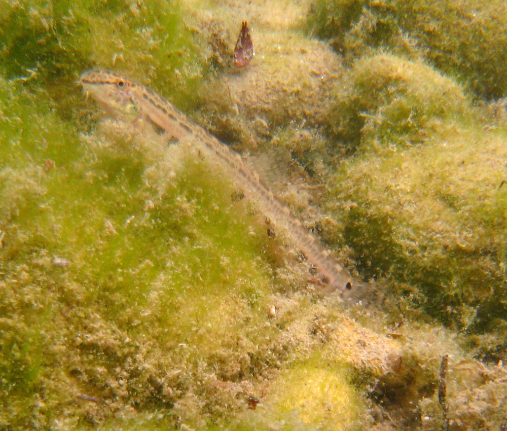 Immersione in risorgiva vicentina